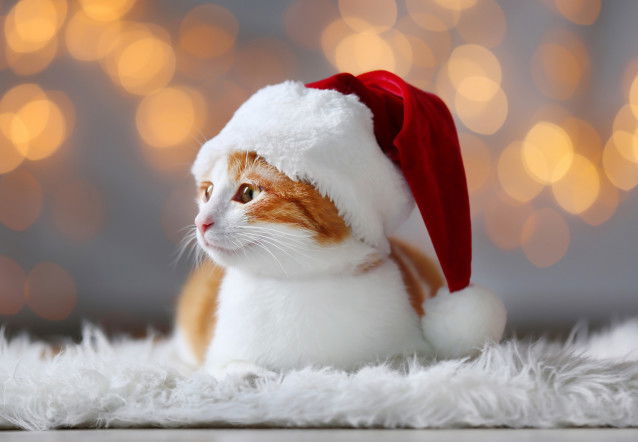 Un chat roux et blanc avec un bonnet de Noël sur la tête