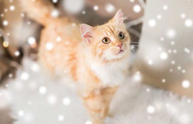 Un chat roux observe des guirlandes de Noël