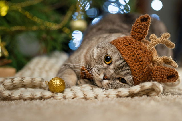 Un chat avec un bonnet de renne sur la tête