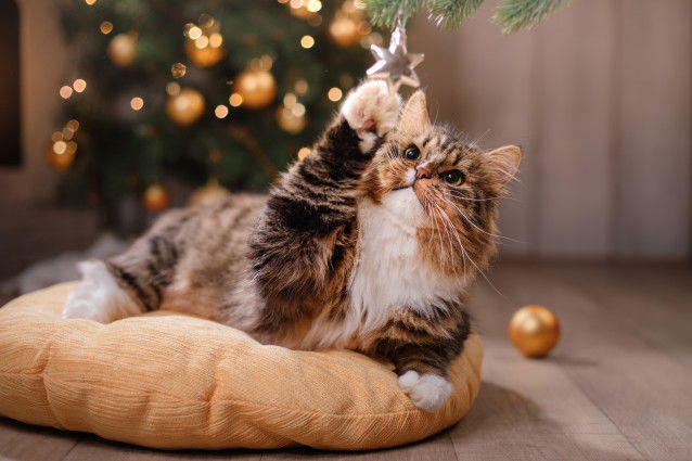 Un chat tricolore tente d'attraper une décoration du sapin