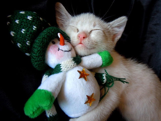 Un chaton dort avec son doudou