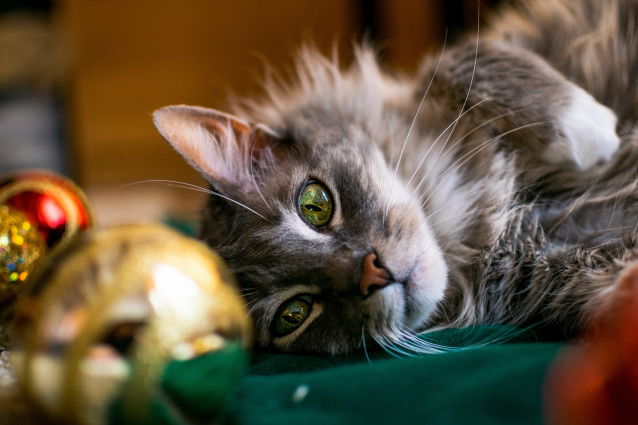 Un chat observe une boule de Noël sur le sol