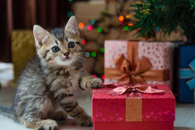 Un chaton tient un cadeau sous sa patte