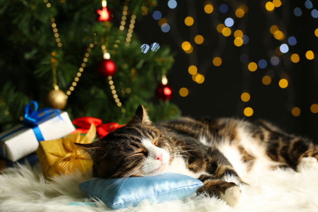 Un chat à l'air heureux dort à côté d'un sapin de Noël