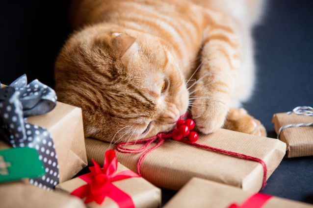 Un chat roux joue avec l'emballage d'un cadeau