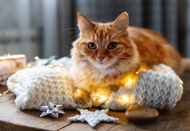 Un gros chat roux allongé sur une couverture avec une guirlande