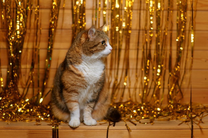 Un chat tricolore devant des décorations de fête
