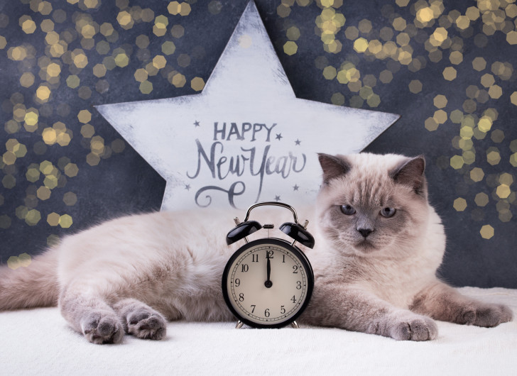 Un chat colourpoint avec un réveil et un panneau Happy New Year