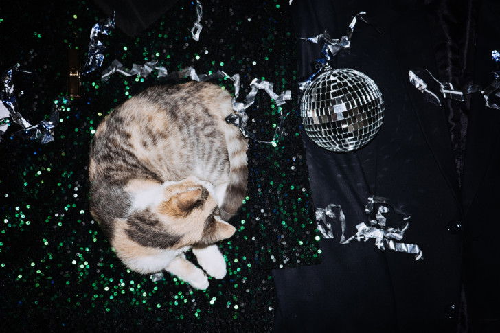 Un chat tricolore allongé sur une robe de soirée