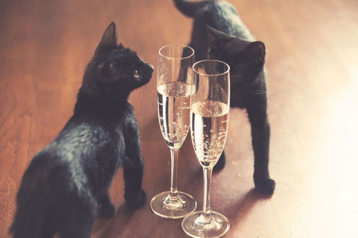 Deux chats noirs reniflent deux coupes de champagne