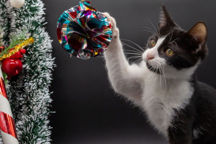 Un chat noir et blanc joue avec une décoration de fête