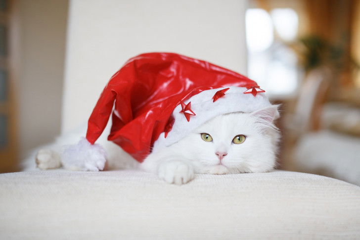 Un chat blanc avec un chapeau de Noël