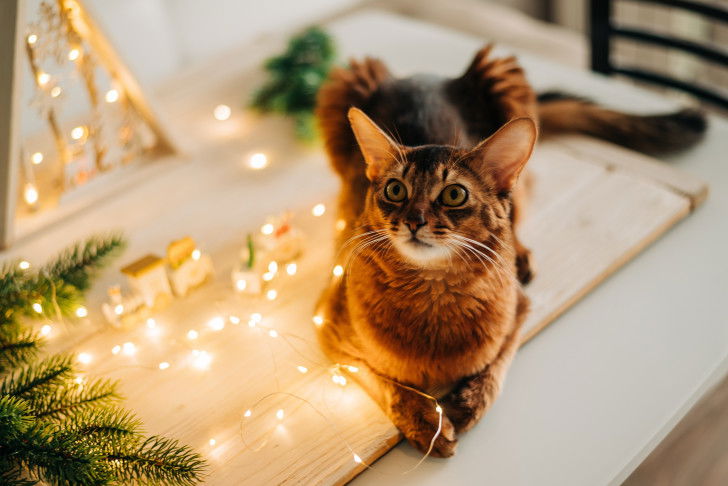 Un chat Somali au milieu de décorations de fête