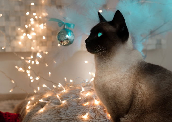 Un chat Siamois avec de beaux yeux bleus devant des guirlandes