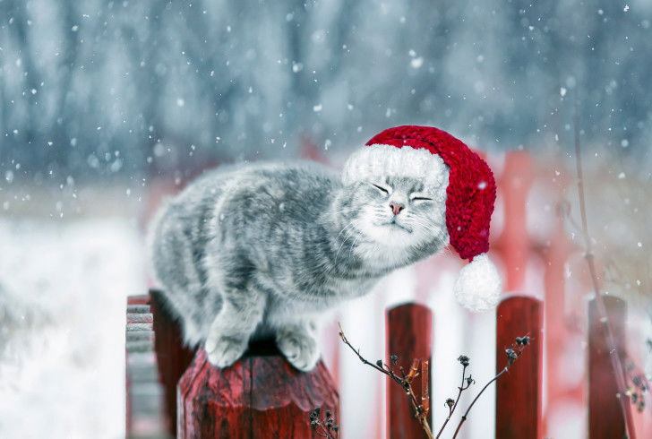 Un chat tigré dehors sous la neige avec un bonnet