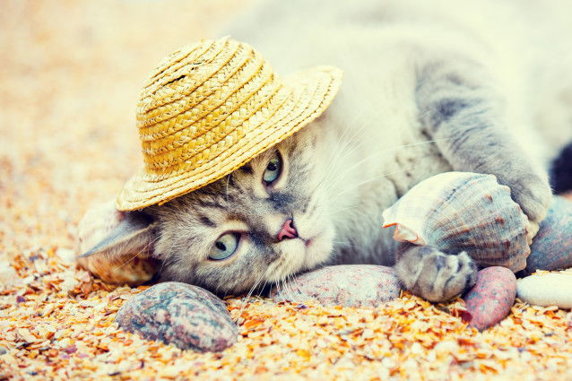 Un chat couché dans le sable avec un chapeau de paille