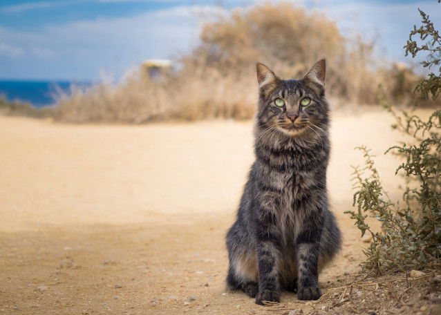 Un chat gris tabby assis sur la plage