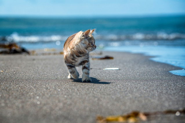 Un chaton tigré marche sur la plage, près de la mer