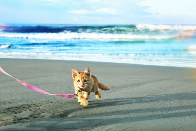 Un petit chaton roux promené en laisse sur la plage
