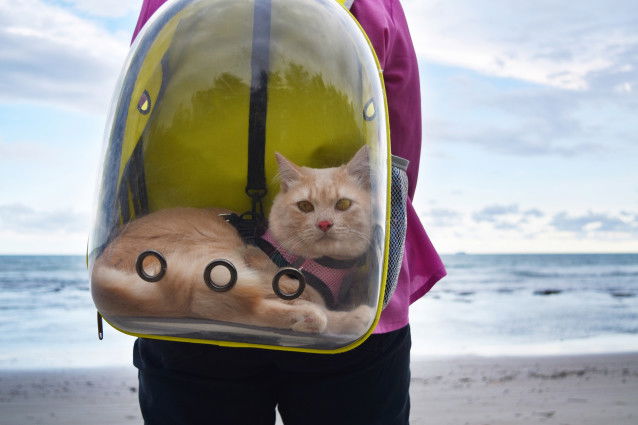 Une femme emmène son chat à la plage avec un sac à hublot