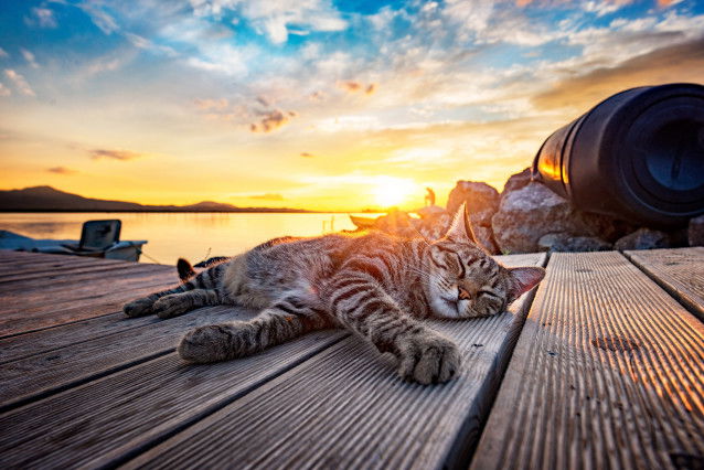 Un chat gris tabby dort sur le ponton au coucher du soleil