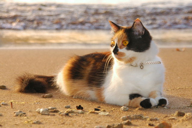 Un chat tricolore allongé sur le sable de la plage