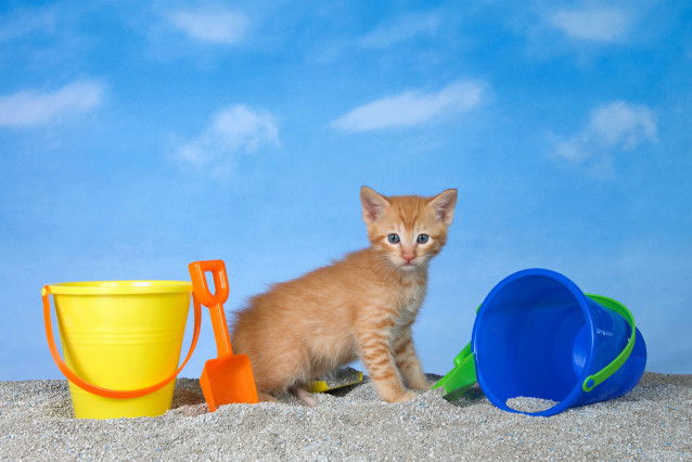 Un chaton roux dans le sable avec des pelles et seaux de plage