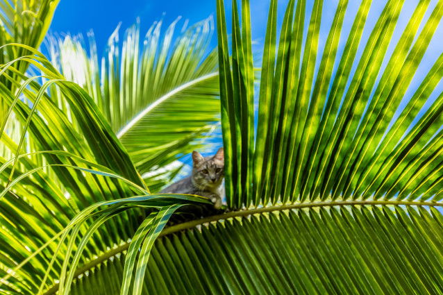 Un chaton grimpe sur les feuilles de palmier