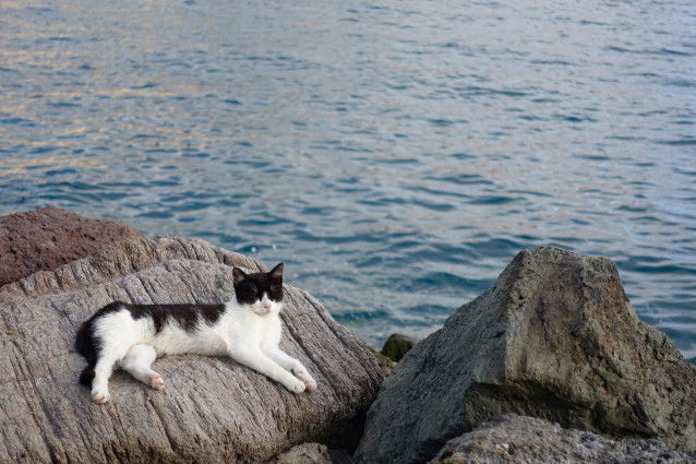 Un chat noir et blanc dort au soleil sur la plage