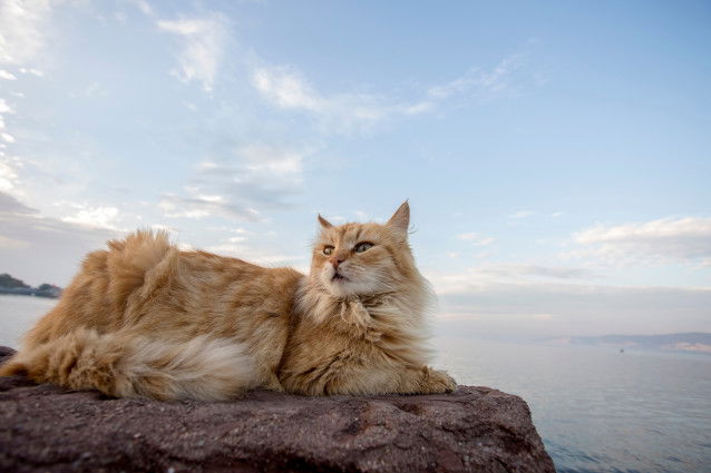 Un chat roux à poil long couché sur un rocher en bord de mer