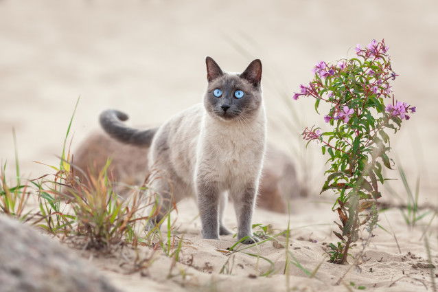 Un chat colourpoint aux yeux bleus marche sur la plage
