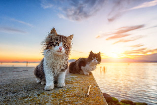 Deux chatons assis au bord de la mer