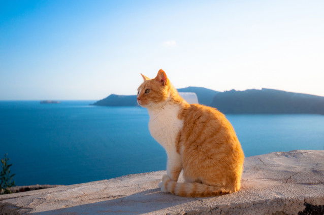 Un chat roux et blanc au bord de la mer à Santorin