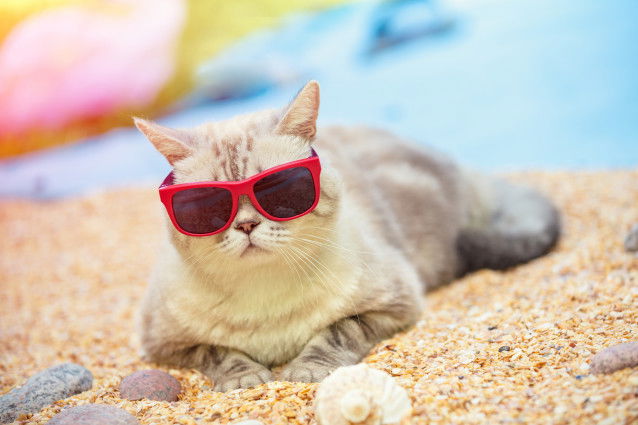 Un chat avec des lunettes de soleil est allongé sur le sable