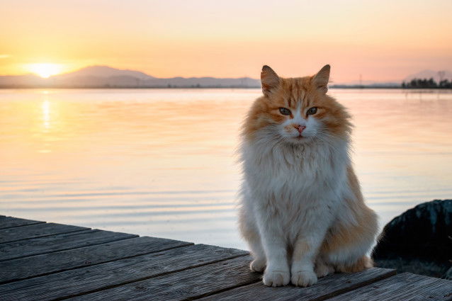 Un chat blanc et roux assis sur le ponton, au coucher du soleil