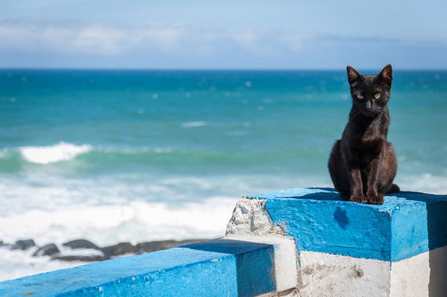 Un chat noir assis sur un mur bleu et blanc devant la mer