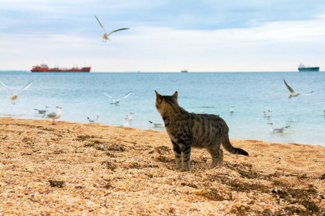Un chat tigré observe les mouettes sur la plage