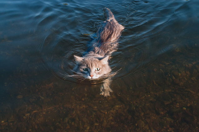 Un gros chat gris nage dans la mer