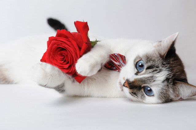 Un chat aux yeux bleus tient une rose rouge dans ses pattes
