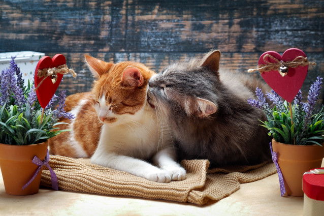Un chat gris lèche un chat roux et blanc à côté de pots de fleurs