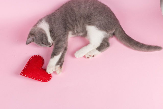 Un chat gris et blanc joue avec un coeur rouge sur un fond rose
