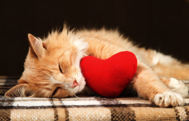 Un chat roux dort avec un coussin rouge en forme de coeur