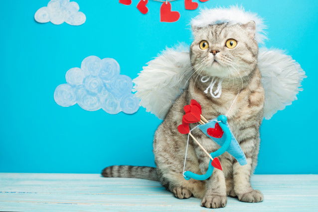 Image drôle d'un chat tigré avec un costume de Cupidon