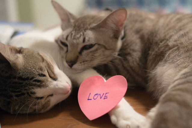 Deux chats dorment allongés l'un sur l'autre, avec un coeur en papier