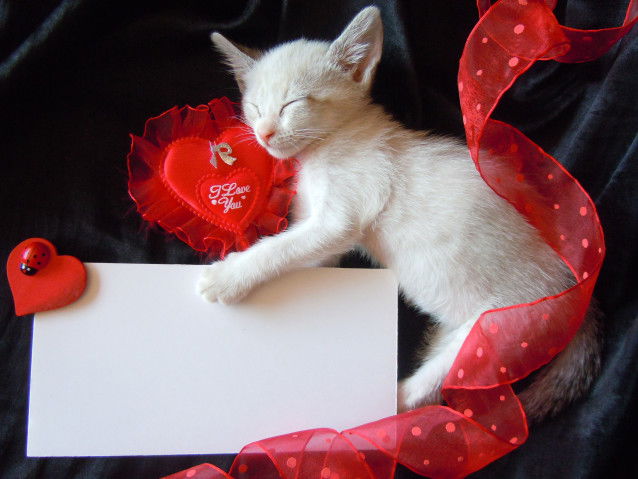 Un chaton blanc dort en tenant une lettre d'amour