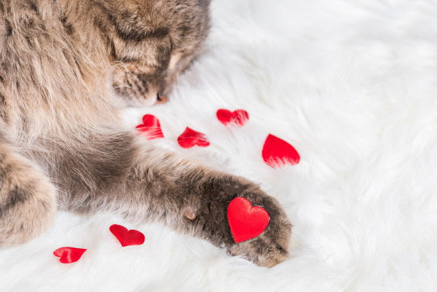 Un chat gris dort en tenant un petit coeur dans sa patte