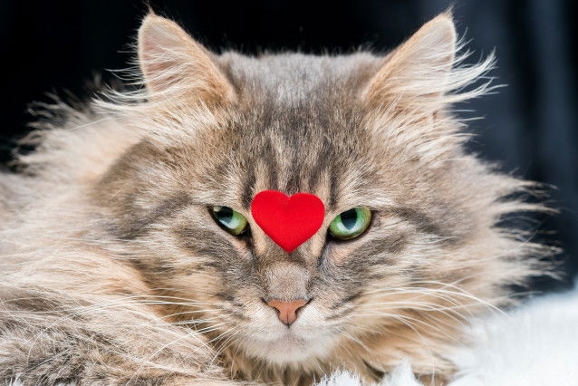 Vue proche de la tête d'un chat avec un coeur rouge sur le nez