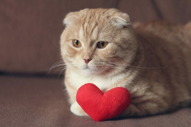 Un Scottish Fold roux avec un coussin en forme de coeur