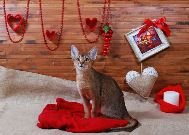 Un Abyssin assis avec un décor romantique en arrière-plan