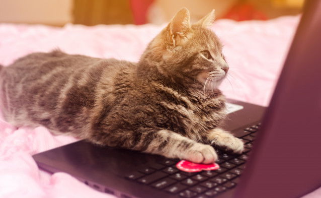 Un chat gris tabby utilise un ordinateur